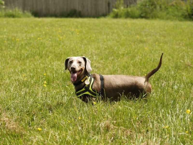 undefined | Dachshund (Kaninchen/Rabbit, Smooth Haired) | undefined - 8
