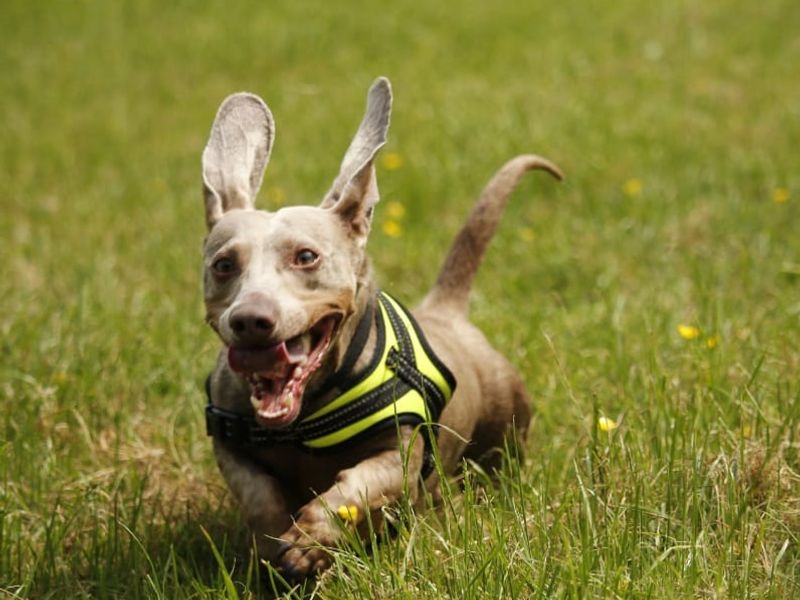 undefined | Dachshund (Kaninchen/Rabbit, Smooth Haired) | undefined - 6