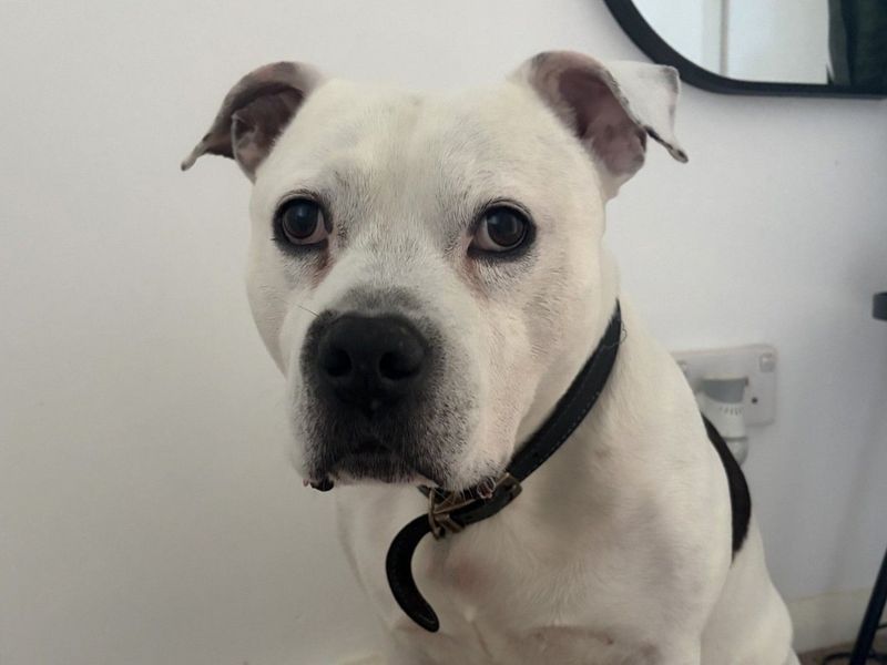 undefined | Terrier (Staffordshire Bull) | undefined - 2