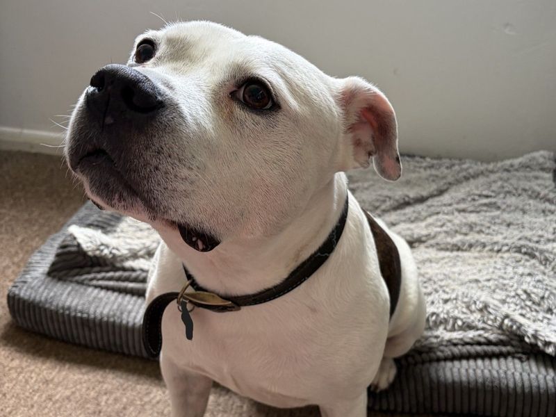 undefined | Terrier (Staffordshire Bull) | undefined - 3