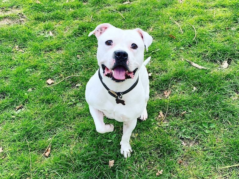 Roarie | Terrier (Staffordshire Bull) | Harefield West London - 3