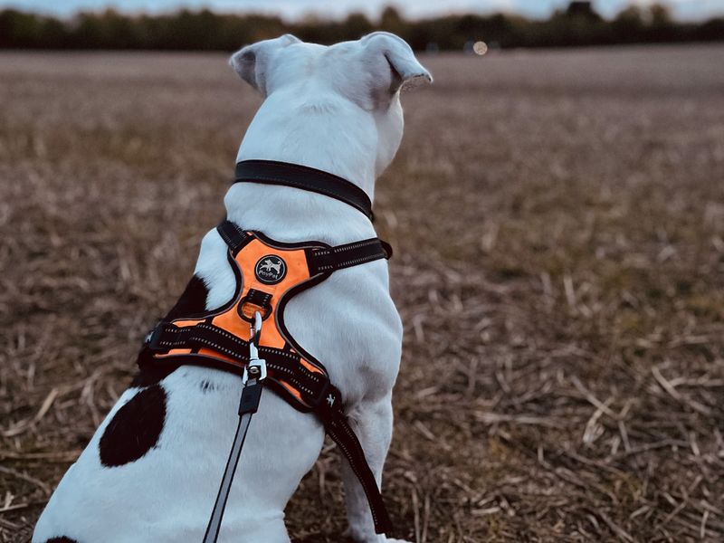 Roarie | Terrier (Staffordshire Bull) | Harefield West London - 4