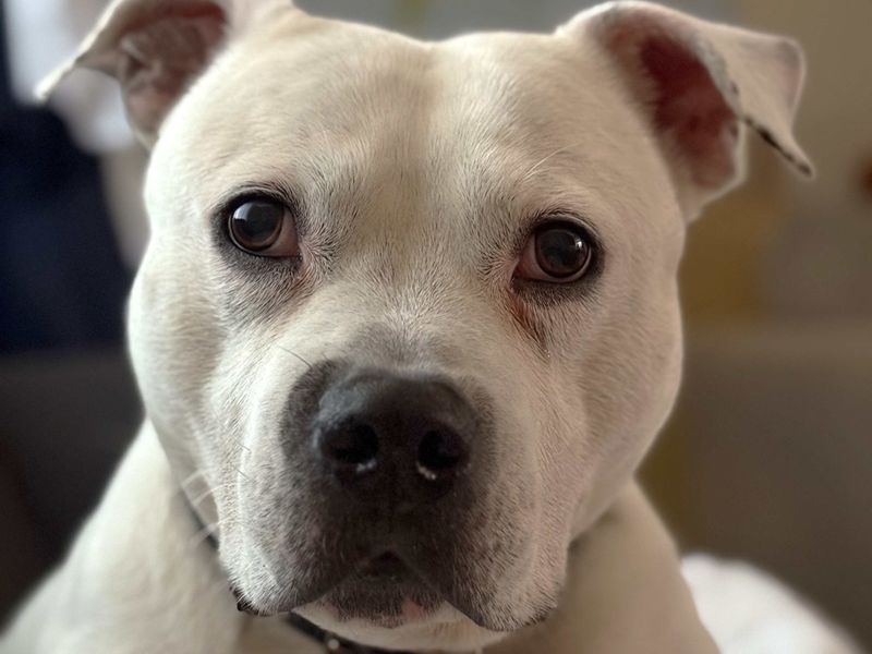 Roarie | Terrier (Staffordshire Bull) | Harefield West London - 2