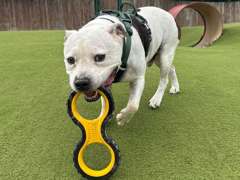 Roarie | Terrier (Staffordshire Bull) | Harefield West London - 4