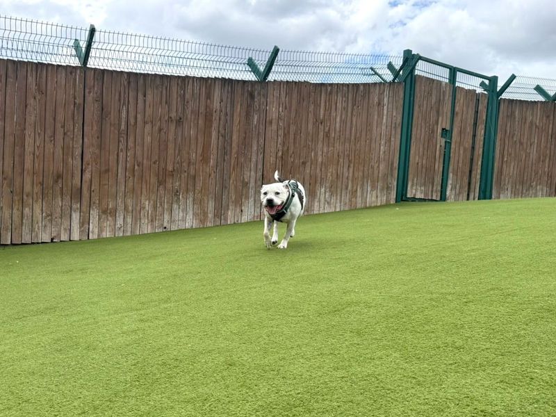 Roarie | Terrier (Staffordshire Bull) | Harefield West London - 2