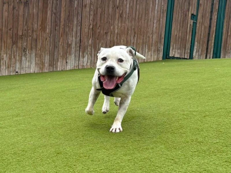 Roarie | Terrier (Staffordshire Bull) | Harefield West London - 3