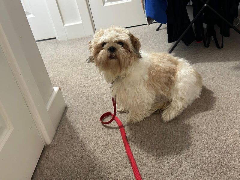 Shih Tzu Dogs And Puppies For Adoption