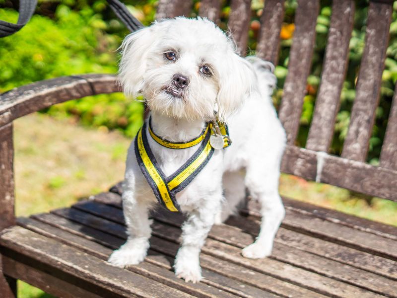 undefined | Shih Tzu Cross | undefined - 3