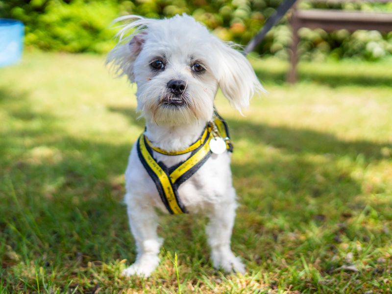 undefined | Shih Tzu Cross | undefined - 1