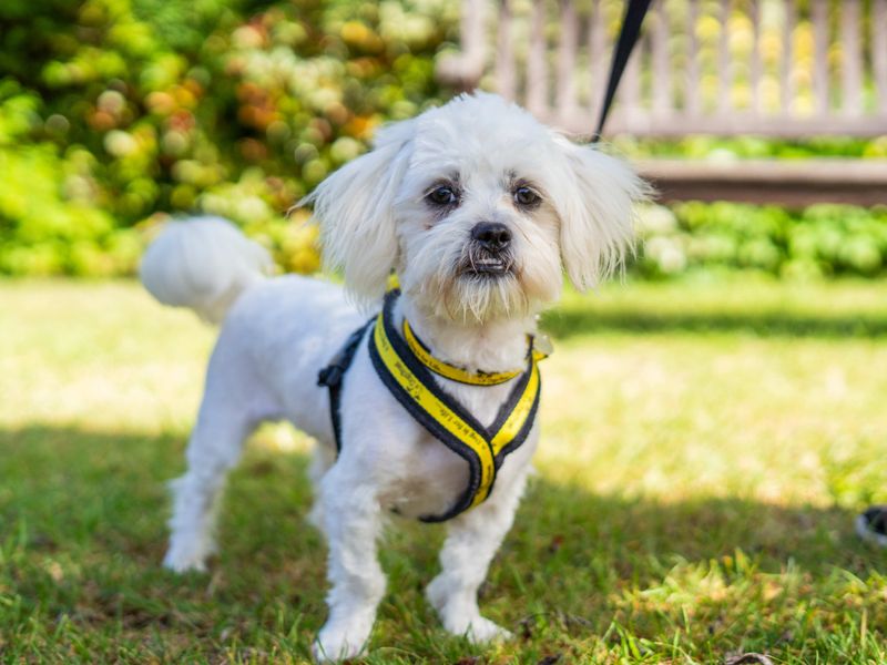 undefined | Shih Tzu Cross | undefined - 5