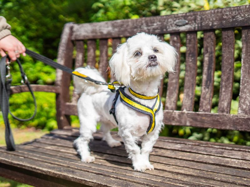 undefined | Shih Tzu Cross | undefined - 4