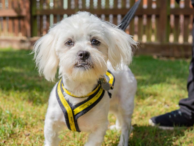 undefined | Shih Tzu Cross | undefined - 6
