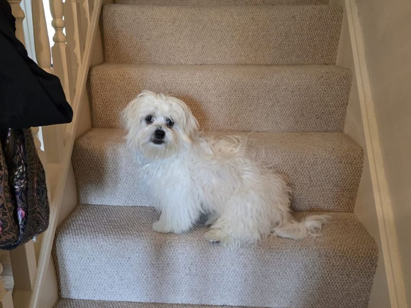 Shih Tzu Dogs And Puppies For Adoption
