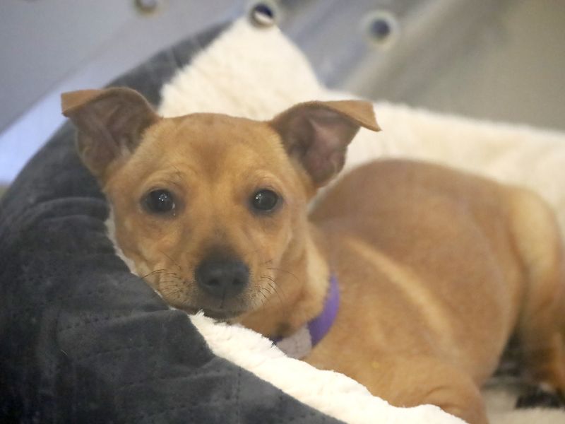 Elvis | Pinscher (Miniature) Cross | Leeds - 1