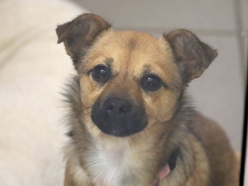 Presley | Pinscher (Miniature) Cross | Leeds - 1