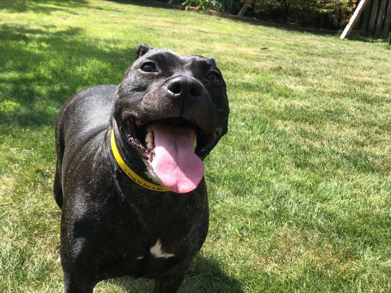 undefined | Terrier (Staffordshire Bull) | undefined - 2
