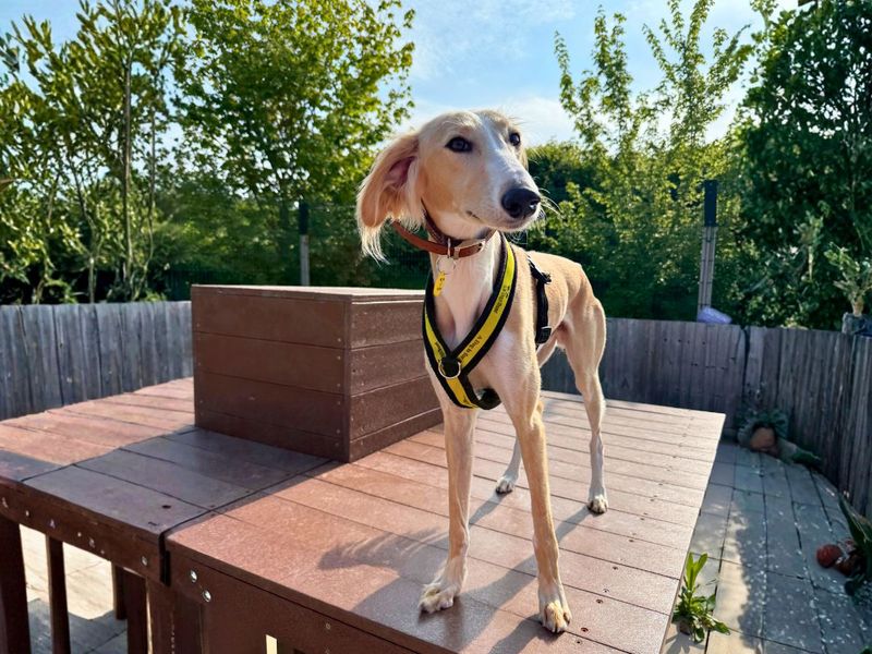 Mocha | Saluki | Salisbury (Wiltshire) - 1