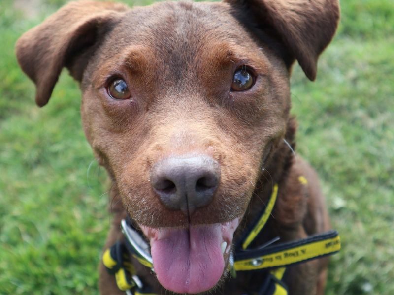 Roo | Terrier (Patterdale) Cross | Harefield West London - 1