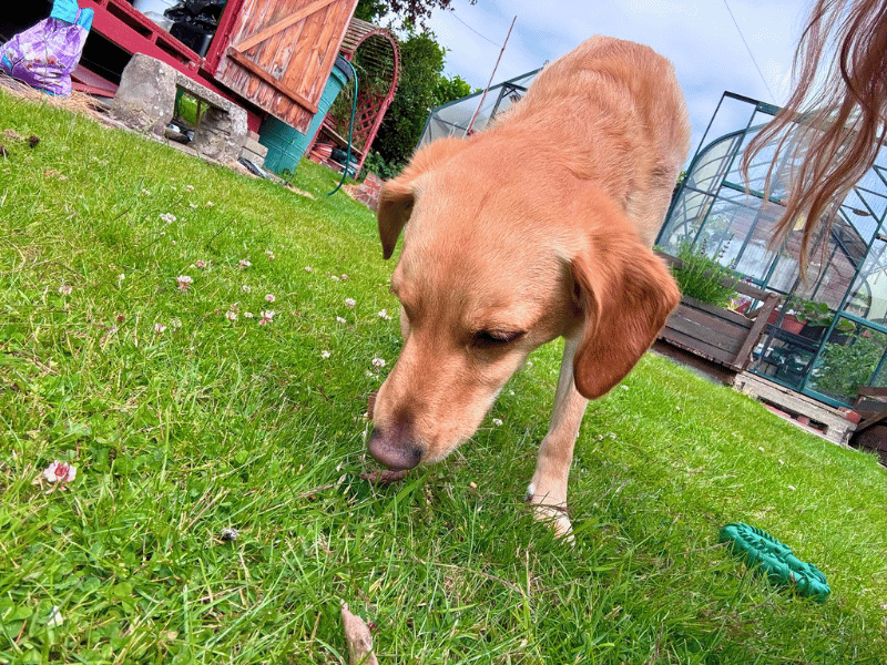 undefined | Retriever (Labrador) Cross | undefined - 6