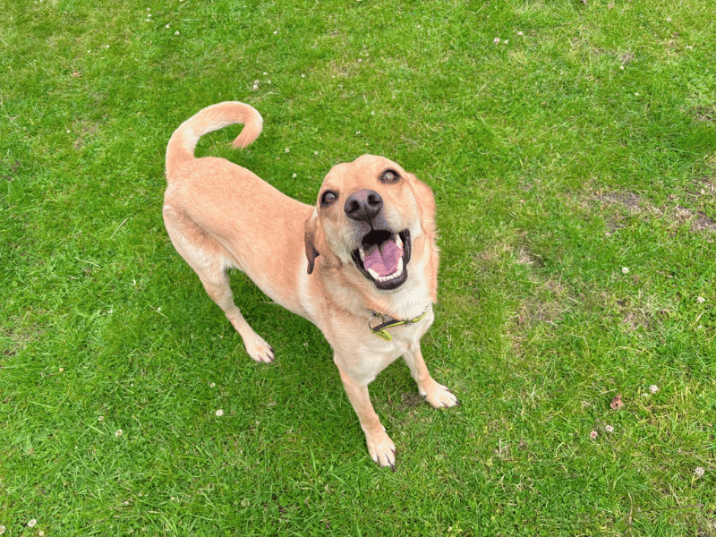 undefined | Retriever (Labrador) Cross | undefined - 4
