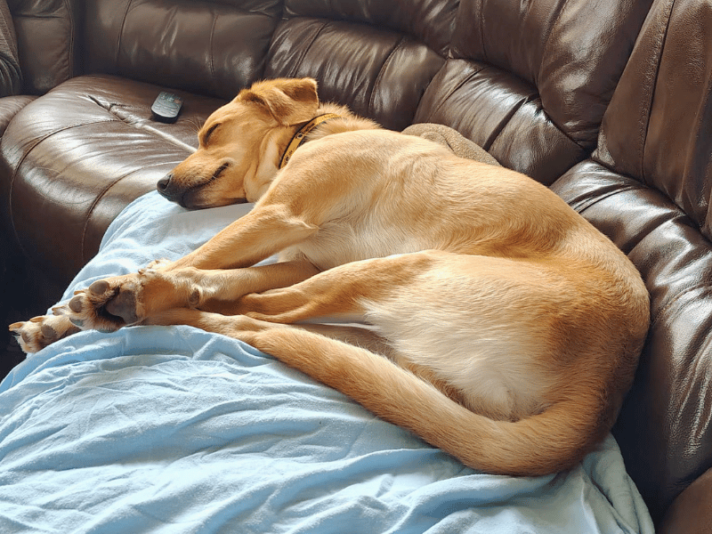 undefined | Retriever (Labrador) Cross | undefined - 5