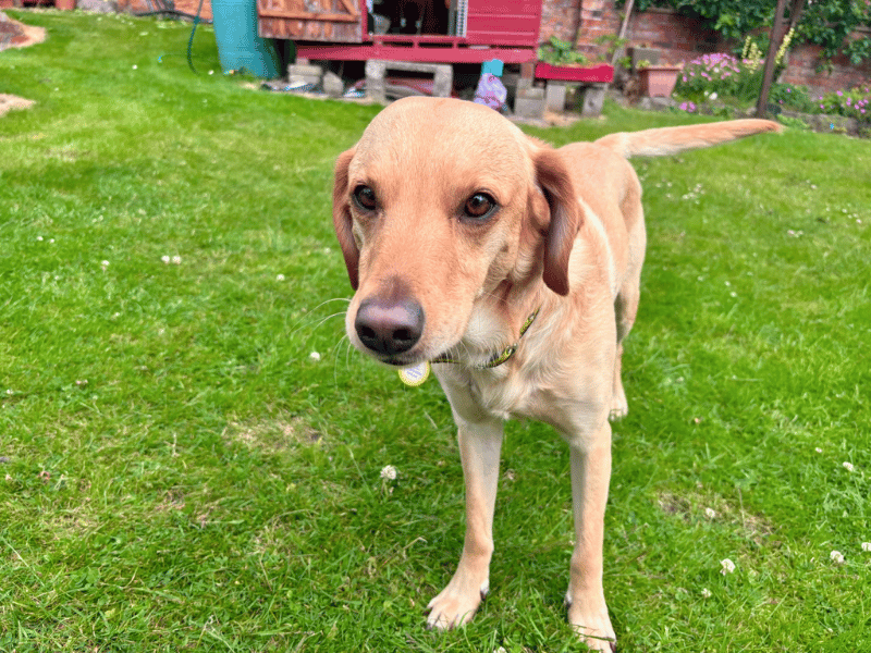 undefined | Retriever (Labrador) Cross | undefined - 3