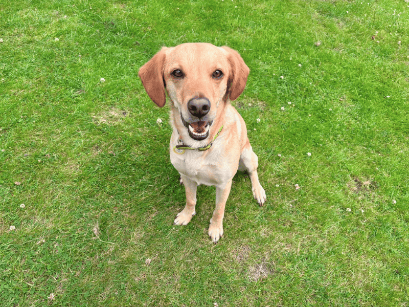 undefined | Retriever (Labrador) Cross | undefined - 1