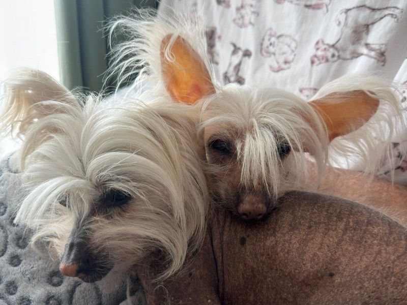 undefined | Chinese Crested | undefined - 2