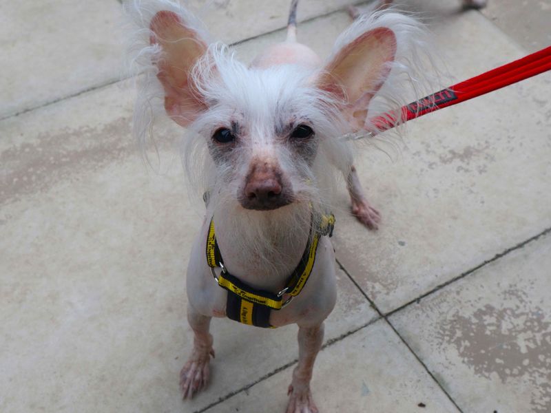 undefined | Chinese Crested | undefined - 3