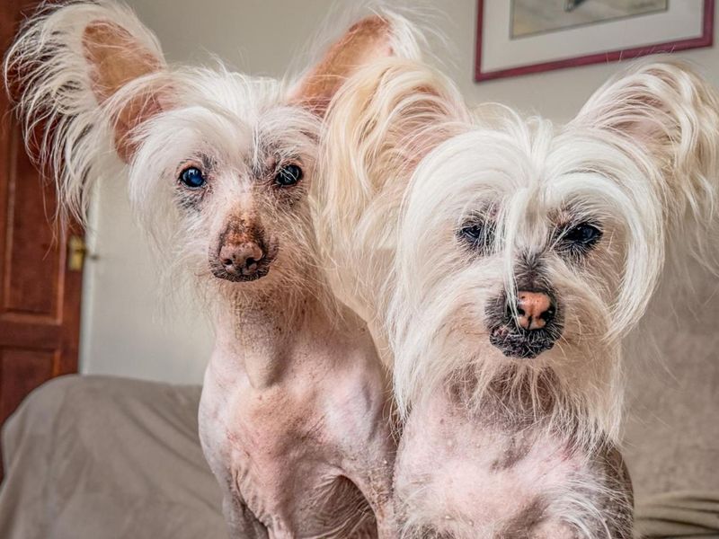 undefined | Chinese Crested | undefined - 1