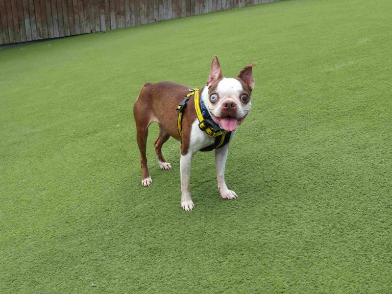 undefined | Terrier (Boston) | undefined - 1