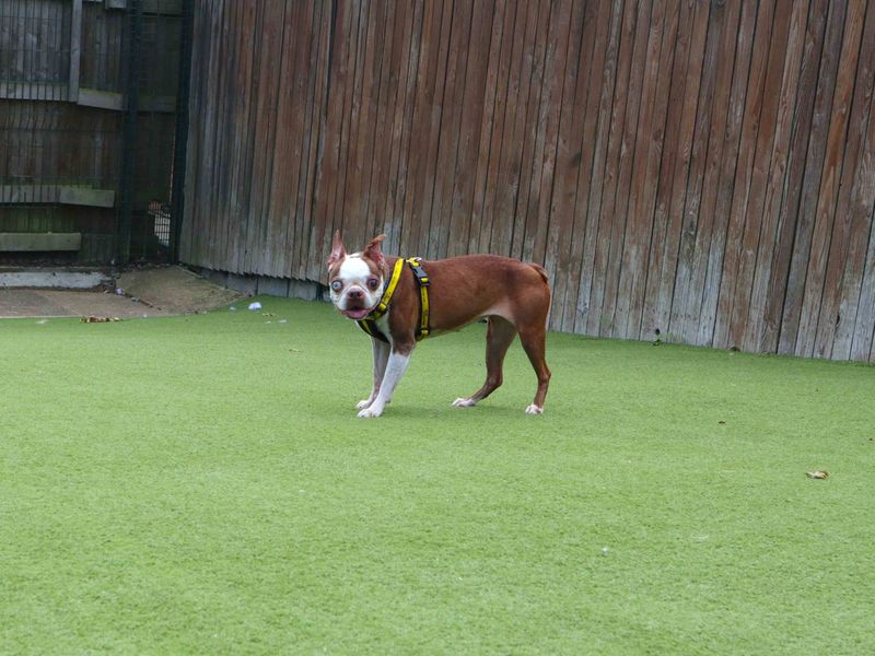 undefined | Terrier (Boston) | undefined - 2