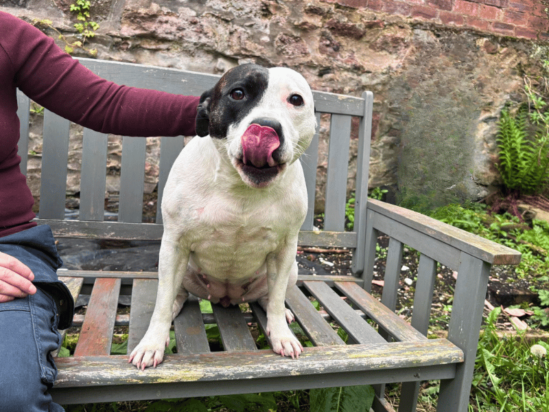 Staffordshire Bull Terrier Dogs And Puppies For Adoption