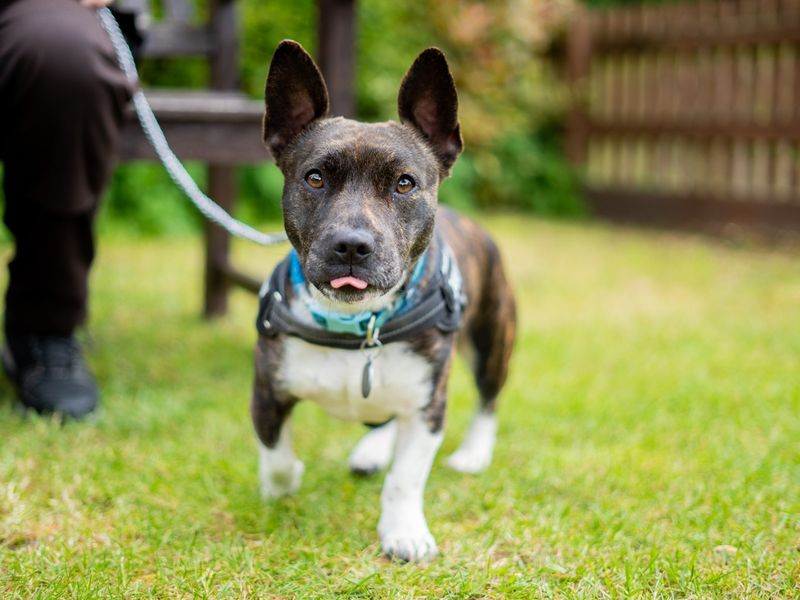 Chester | Terrier (Bull) Cross | Newbury (Berkshire) - 5