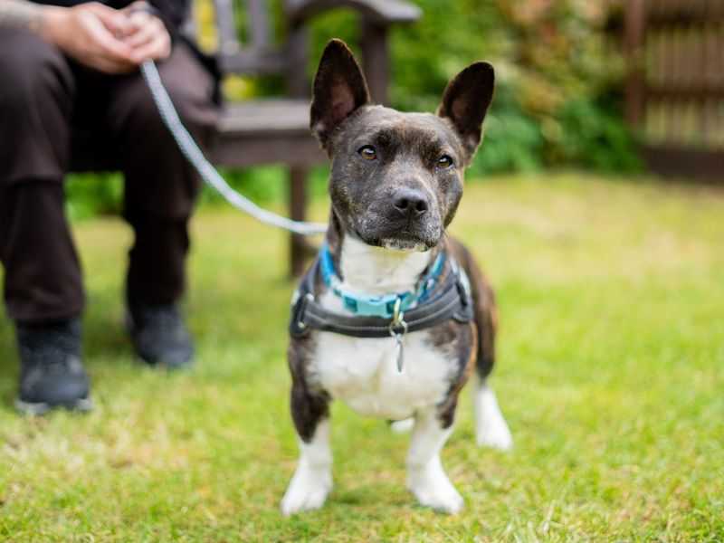Chester | Terrier (Bull) Cross | Newbury (Berkshire) - 6