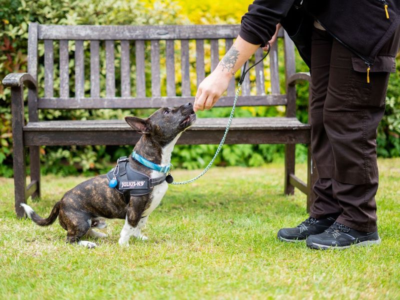 Chester | Terrier (Bull) Cross | Newbury (Berkshire) - 4