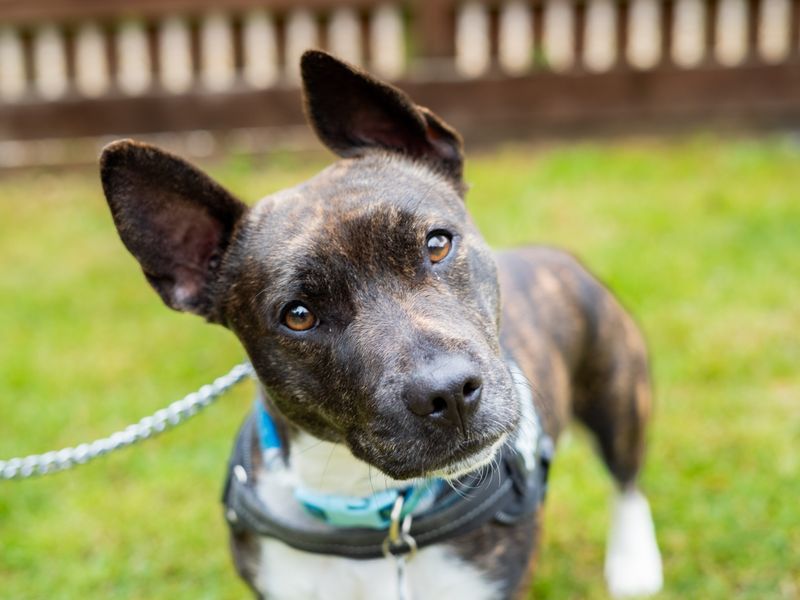 Chester | Terrier (Bull) Cross | Newbury (Berkshire) - 3