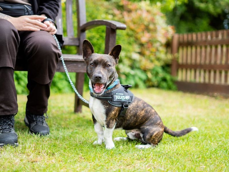 Chester | Terrier (Bull) Cross | Newbury (Berkshire) - 7