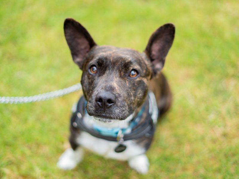 Chester | Terrier (Bull) Cross | Newbury (Berkshire) - 1