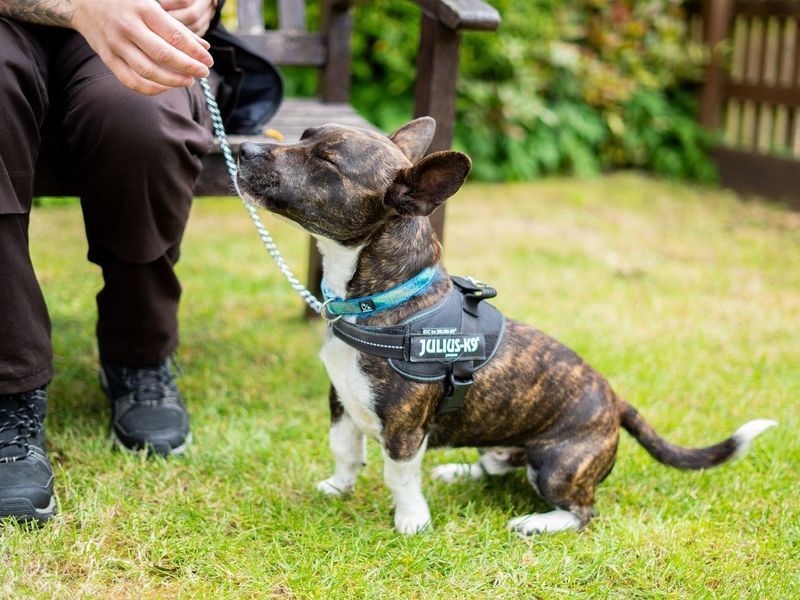 Chester | Terrier (Bull) Cross | Newbury (Berkshire) - 8