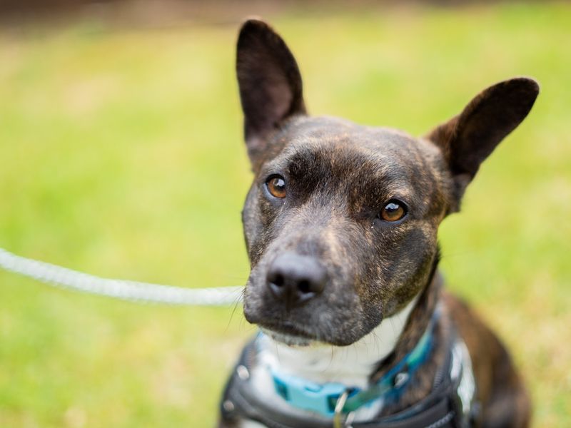Chester | Terrier (Bull) Cross | Newbury (Berkshire) - 2