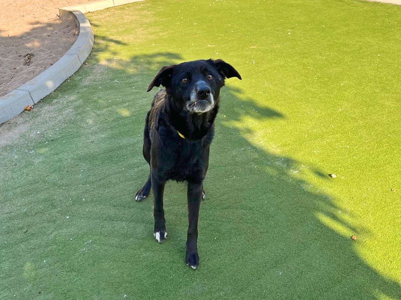 Border Collie Dogs And Puppies For Adoption