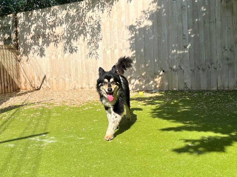 undefined | Siberian Husky Cross | undefined - 4