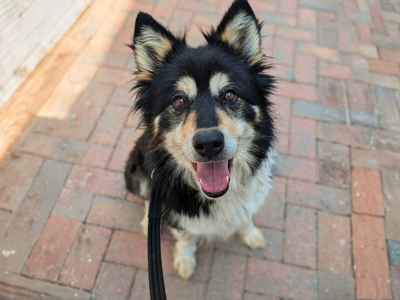 undefined | Siberian Husky Cross | undefined - 2