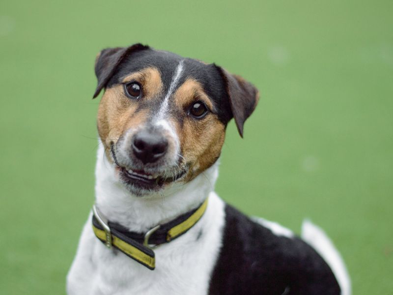 undefined | Terrier (Jack Russell) | undefined - 2