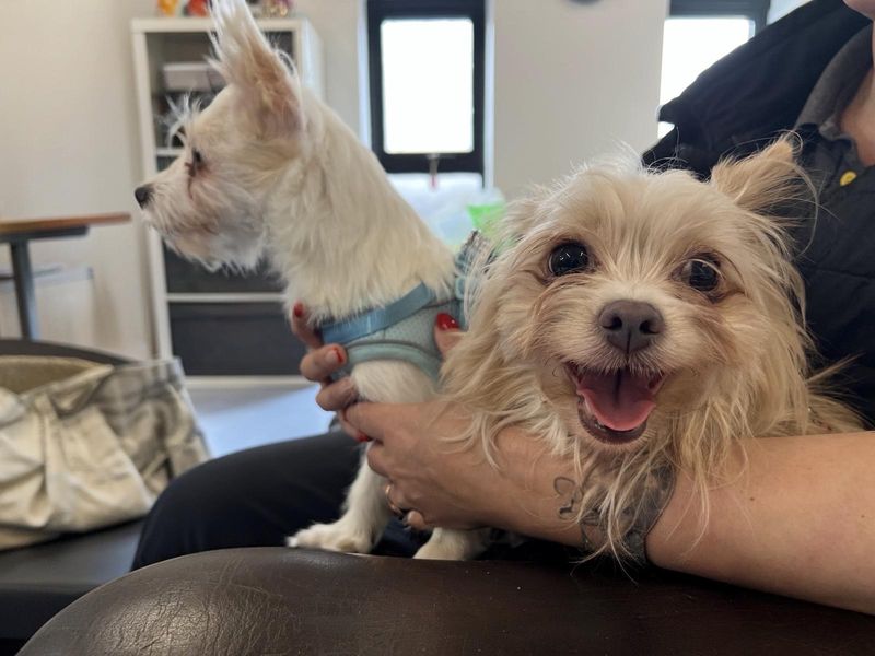 Angel | Chihuahua (Long Coat) | Darlington - 2