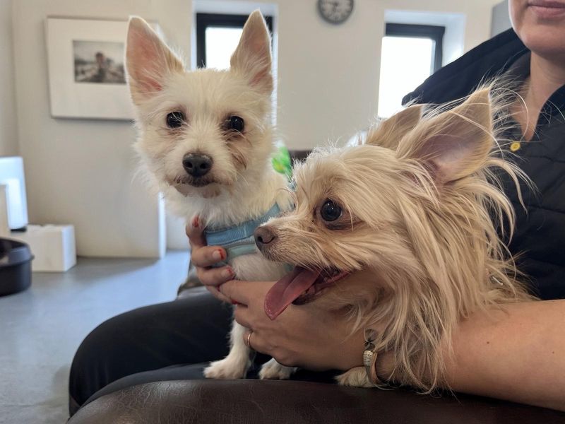 Angel | Chihuahua (Long Coat) | Darlington - 1