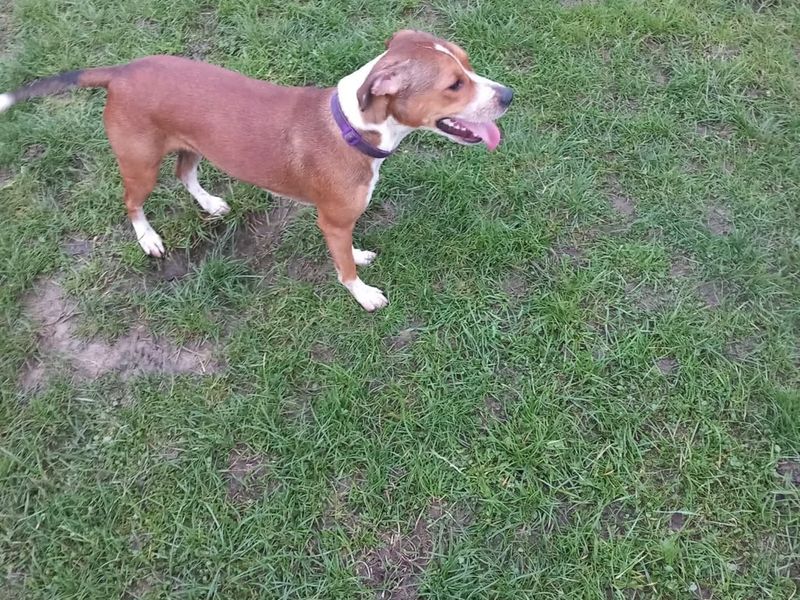 Maisy - Image 2 of 3