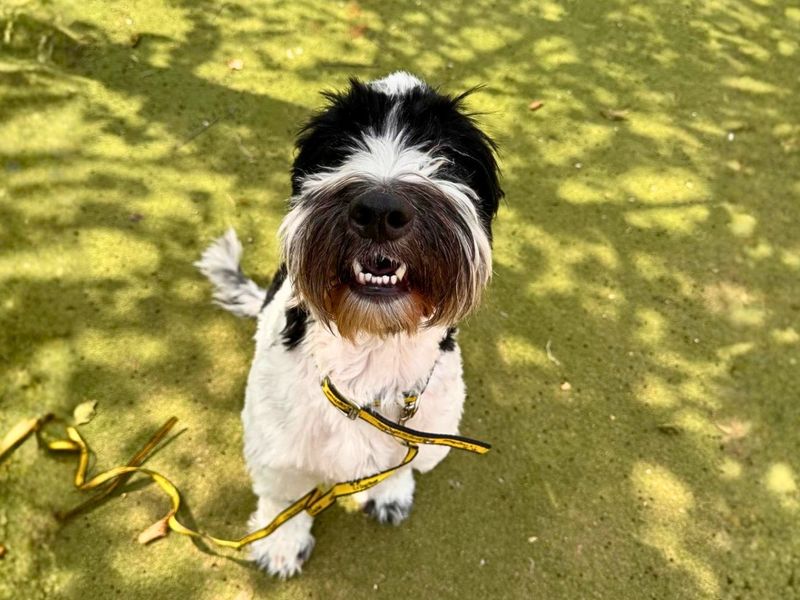 Cocker Spaniel Dogs And Puppies For Adoption