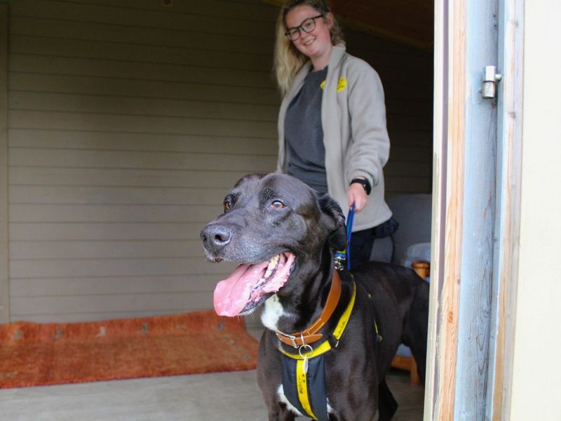 undefined | Lurcher Cross | undefined - 7